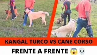 Turkish Kangal vs Cane Corso 😱 face to face 🔥