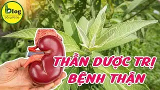 Cây từ bi - tác dụng trị bệnh bất ngờ mà bạn chưa biết
