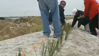Planting Seeds for Beach Preservation