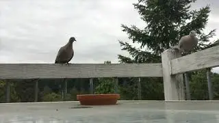 Steller's Jay and Mourning Dove
