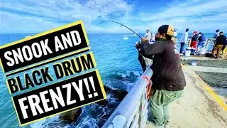 Black DRUM and SNOOK  FRENZY! Sebastian Inlet Fishing!