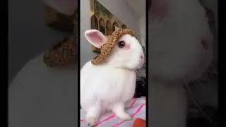 The REAL Cyber Bunny