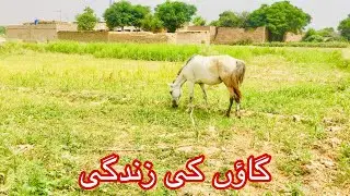 VILLAGE BEAUTY | KPK VILLAGE LIFE | PAKISTANI VILLAGE | QAYOOM KHAN