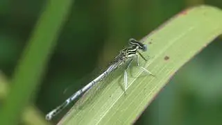 White Legged Damselflies: The Old World's Dazzling Aerial Dancers