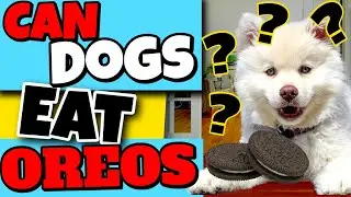 Can Dogs Eat Oreos? | The Shocking Truth! 😲