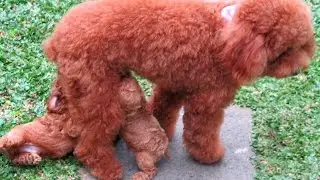 CUTE! 45-Days-Old Toy Poodle Puppies Running & Playing