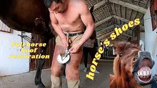 Shoe the horse | A strong horse - replacing horseshoes | Wild horses keep their hooves trimmed