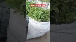 چھت پر آلو کی کاشت Roof top kitchen gardening