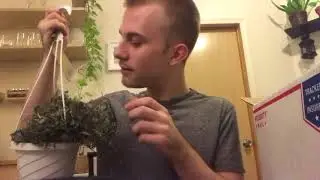 Hirt&rsquo;s Gardens Houseplant Unboxing | String of Hearts, Pink Princess Philodendron