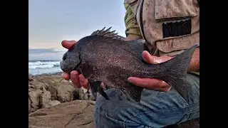 Fishing Struisbaai for Galjoen