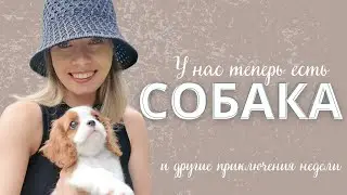 Oh my vlog // Новый питомец, шопинг и грибалка #кавалеркингчарльзспаниель