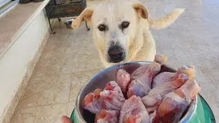 dog eat raw chicken wings + raw chicken drumstick
