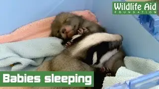 Animal friends - Badger cub and fox cub