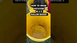 Grow 100+ Potatoes in a 5-Gallon Bucket! - How to grow potatoes in a 5 gallon bucket #PotatoBucket