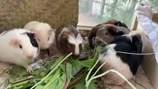 Lovey & Manie's babies