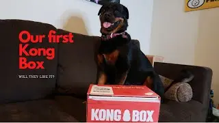 Our first KONG BOX | Unboxing
