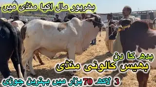Bhains Colony Mandi Latest Update | 3 Feb Wednesday 2026&bull;Cattle Market Karachi #animals