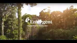 Emergent - ending tropical deforestation for good