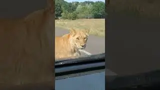 On Safari in Wiltshire #lion #lions #safari #longleat #relaxing #longleatsafari