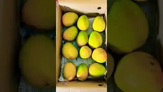A box of Alphonso Mangoes #trendingshorts #unboxing