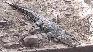 Crocodile Kingdom: Exploring India's Marsh Crocodiles 🐊 Indian crocodile ! Mugger crocodile 