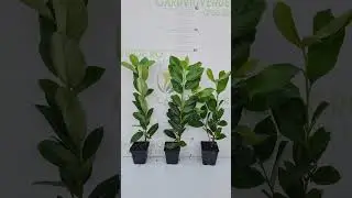Gard Viu Vesnic Verde Prunus Laurocerasus #gardviu #photinia