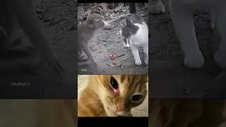 Cat vs monkey 🗿😂#cat #funny #explore #memes #reaction #viralvideo #shorts