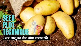 What is Seed Plot Technique in Potato? | अब आलू का बीज होगा वायरस फ़्री।