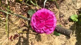 Rosa 'Pink 'n Pretty' | Netherlands Florists Roses #netherlands #englishstyleroses #florists #roses