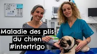 Maladie des plis du chien 🐶 #intertrigo