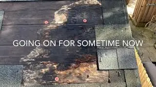 Shingle roof leak repair