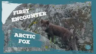 Iceland Our first encounter with the Arctic Fox