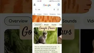 Try #google #paws #cat #dog