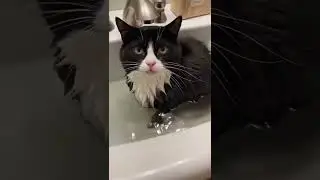 Cats Losing the Balance Game 😾💥 #trending #cats #funny
