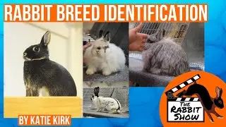 Идентификатор породы кролика 52 Породы? Как определить каждую породу?