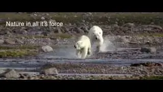 TORNGAT 2016 (Full HD, English version)