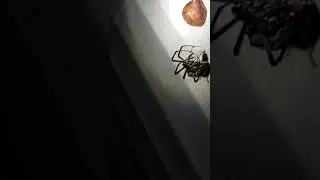Garden Spider Making Egg Sack