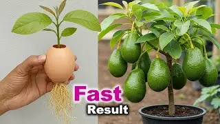 Grow Avocado Tree From Seed FAST 🌱 | Egg Method That Actually Works (Live Experiment)