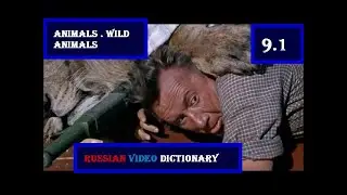 RUS. VIDEO DICT. 9 ANIMALS 1.   WILD ANIMALS #languagelearning