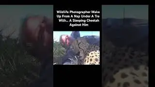 Cheetah falls asleep on man🐆🐆🐆