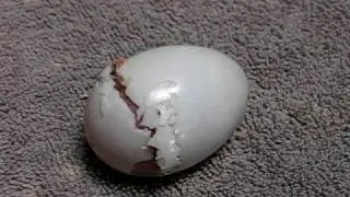 Great green macaw hatching in NATUWA Macaw Sanctuary, Costa Rica