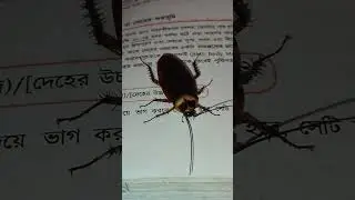 Cockroach #shorts #trending #youtubeshorts #insects