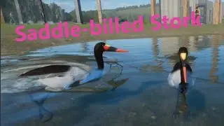 Saddle-billed Stork by bubblywums - Planet Zoo Mod