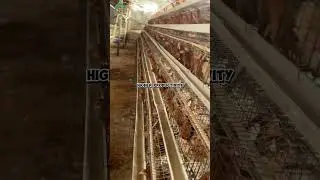 Battery cage or deep litter system for layers farmers. #bigteefarmexpo #poultryfarming #chicken #fyp