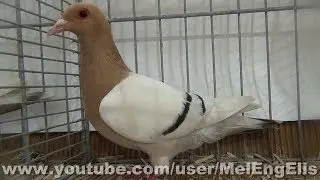 Alouette de Nuremberg Barr&eacute; - Nuremberg Lark Pigeon - N&uuml;rnberger Lerche Tauben