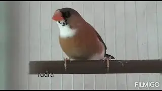hybrid (society and longtail ) ! rudra canary