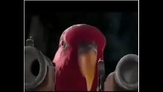 bird meme