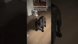 It&rsquo;s actually putting him first because I need to work to buy him new toys ￼#dogs #frenchbulldog