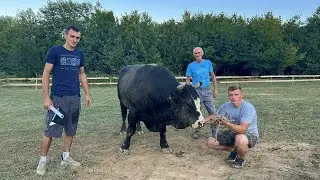 Tradicija se vraća nakon 10 godina u Repuh-Živinice