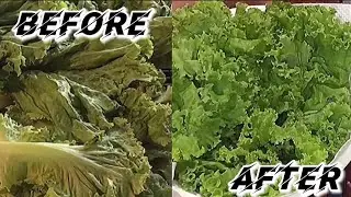 How to revive the wilted lettuce with this chilling life hacks! | Alyssa Danica Rimbao Morado